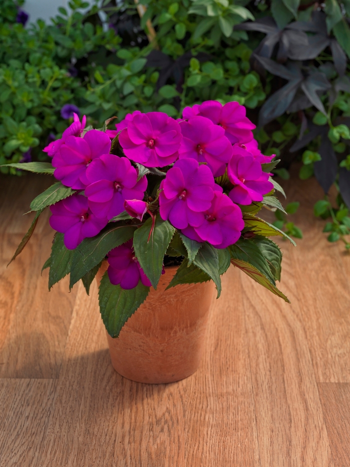 SunPatiens® Purple Impatiens - Impatiens x hybrida from Kings Garden Center