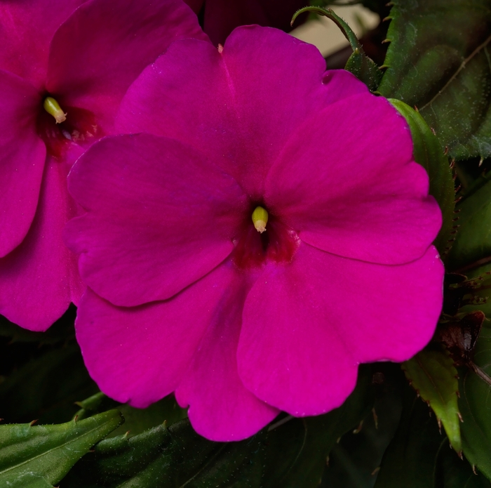 SunPatiens® Compact Magenta - Impatiens x hybrida from Kings Garden Center