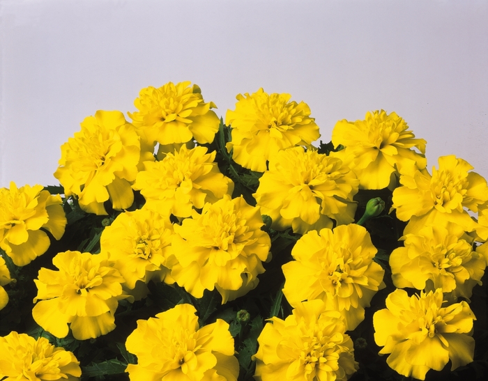 Dwarf Crested French Marigold - Tagetes patula 'Bonanza Yellow' from Kings Garden Center