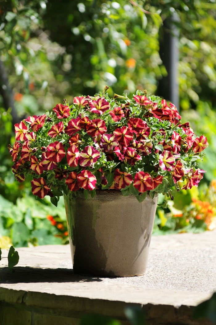 Petunia - Petunia x hybrida 'Cha-Ching Cherry' from Kings Garden Center