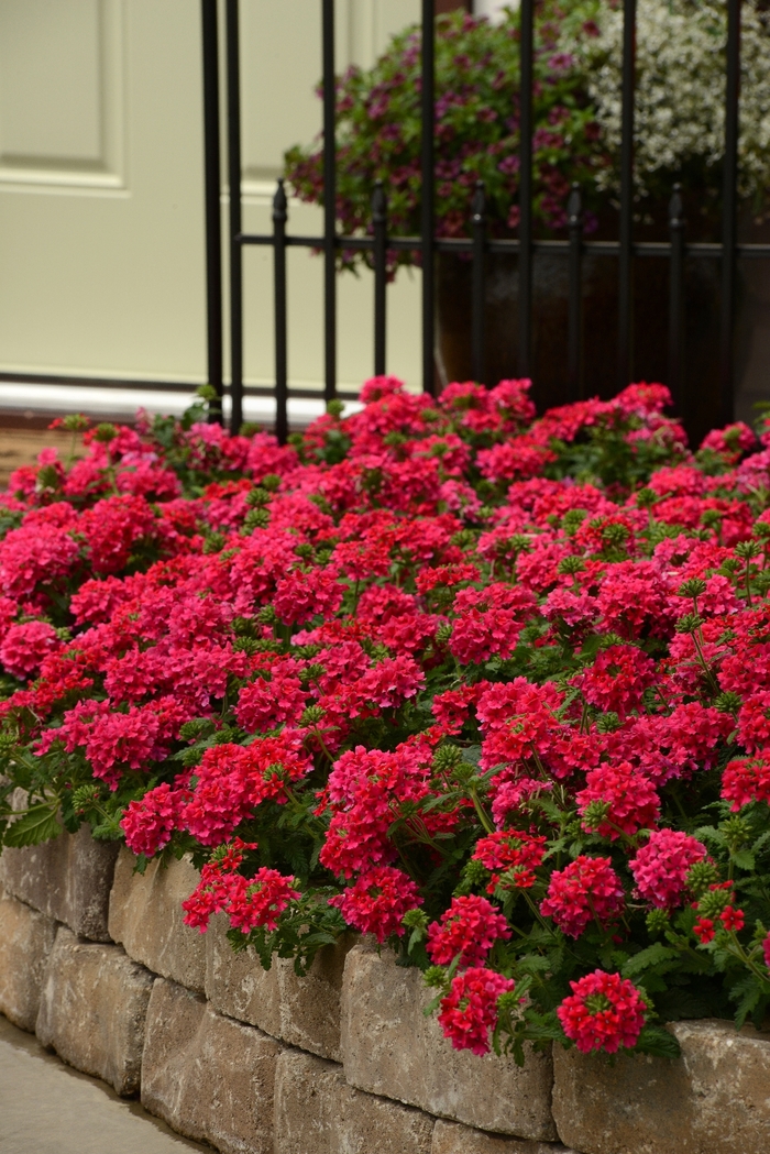 EnduraScape™ Hot Pink - Verbena peruviana from Kings Garden Center