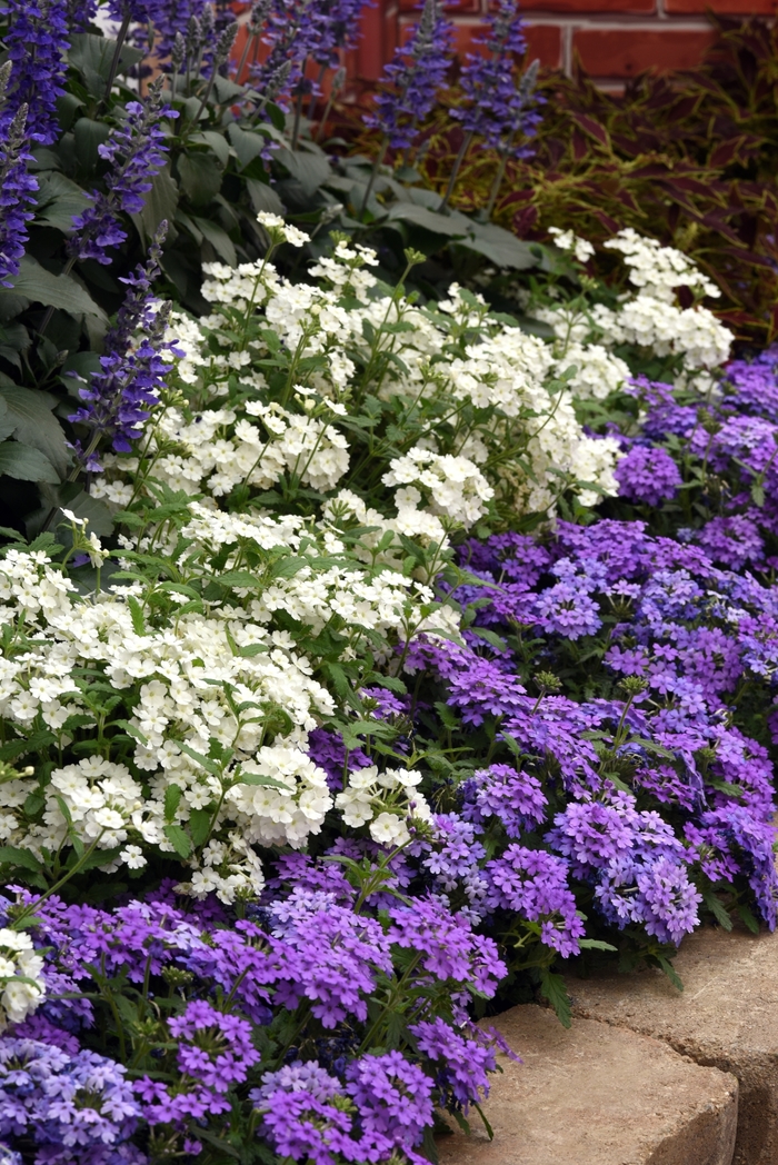 EnduraScape™ White - Verbena peruviana from Kings Garden Center