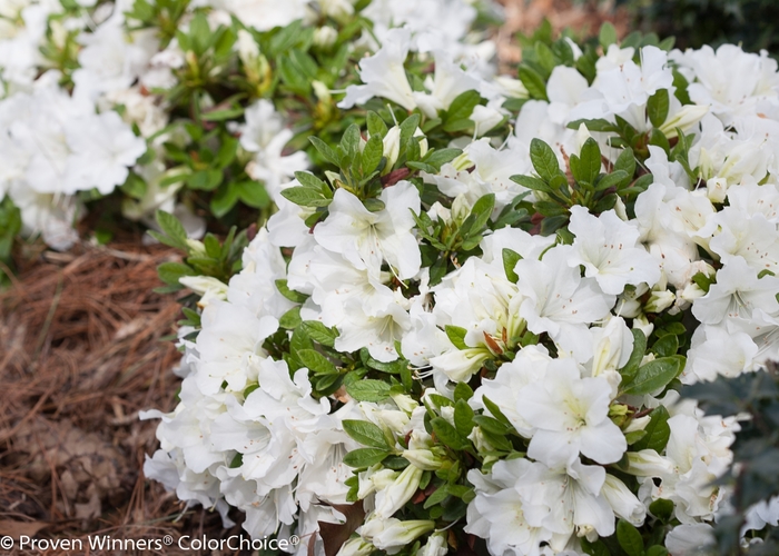 Bloom-A-Thon® White - Rhododendron hybrid from Kings Garden Center