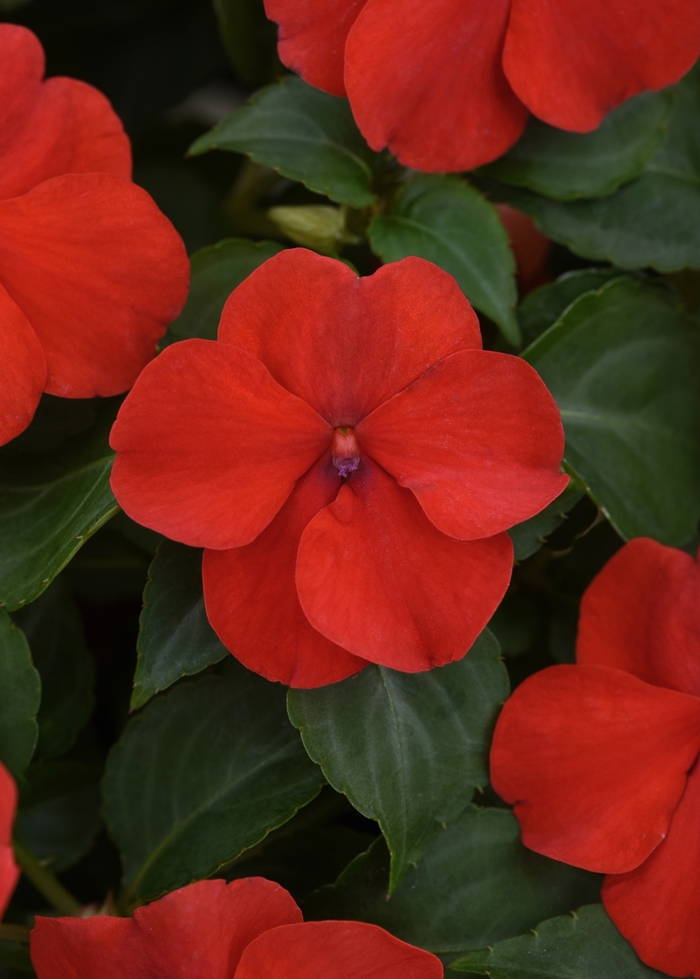 Impatiens Beacon™ - Impatiens walleriana 'Beacon Bright Red' from Kings Garden Center