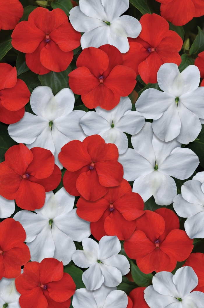 Impatiens Beacon™ - Impatiens walleriana 'Beacon Red and White Mix' from Kings Garden Center