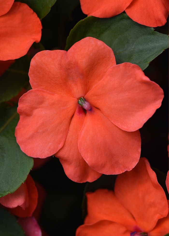 Impatiens Beacon™ - Impatiens walleriana 'Beacon Salmon' from Kings Garden Center