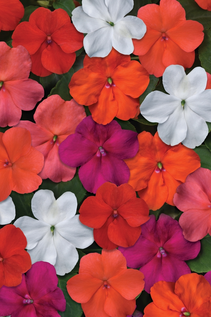 Impatiens Beacon™ - Impatiens walleriana 'Beacon Select Mix' from Kings Garden Center