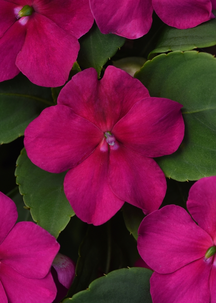 Impatiens Beacon™ - Impatiens walleriana 'Beacon Violet Shades' from Kings Garden Center