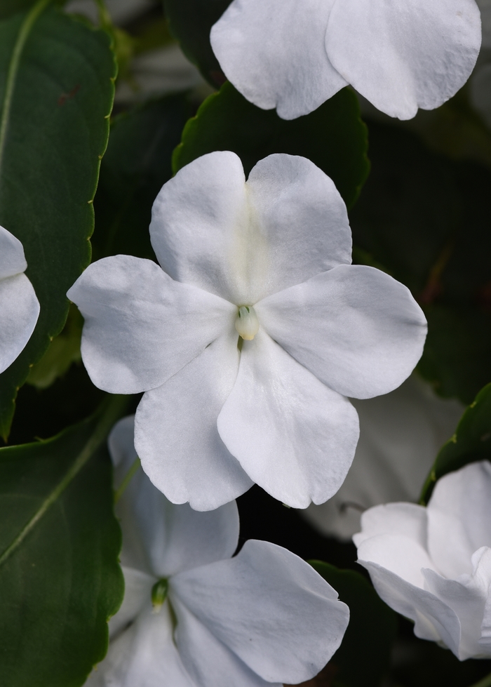 Impatiens Beacon™ - Impatiens walleriana 'Beacon White' from Kings Garden Center