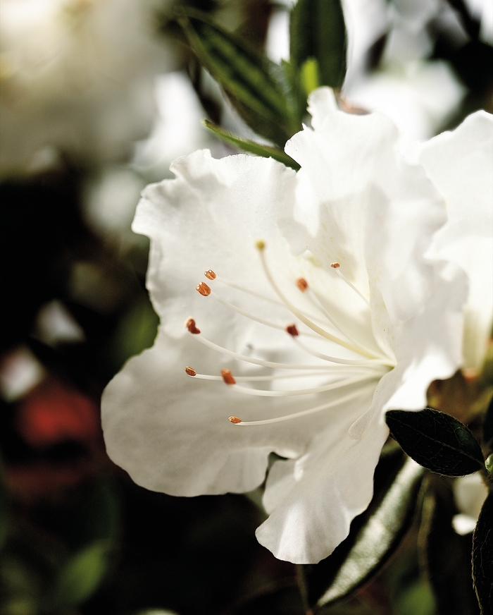 Encore® Autumn Angel® - Rhododendron hybrid from Kings Garden Center