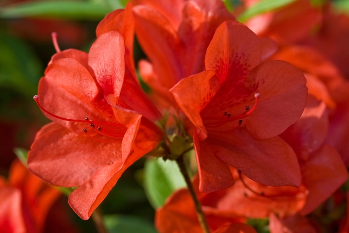 Encore® Autumn Bravo™ - Azalea from Kings Garden Center