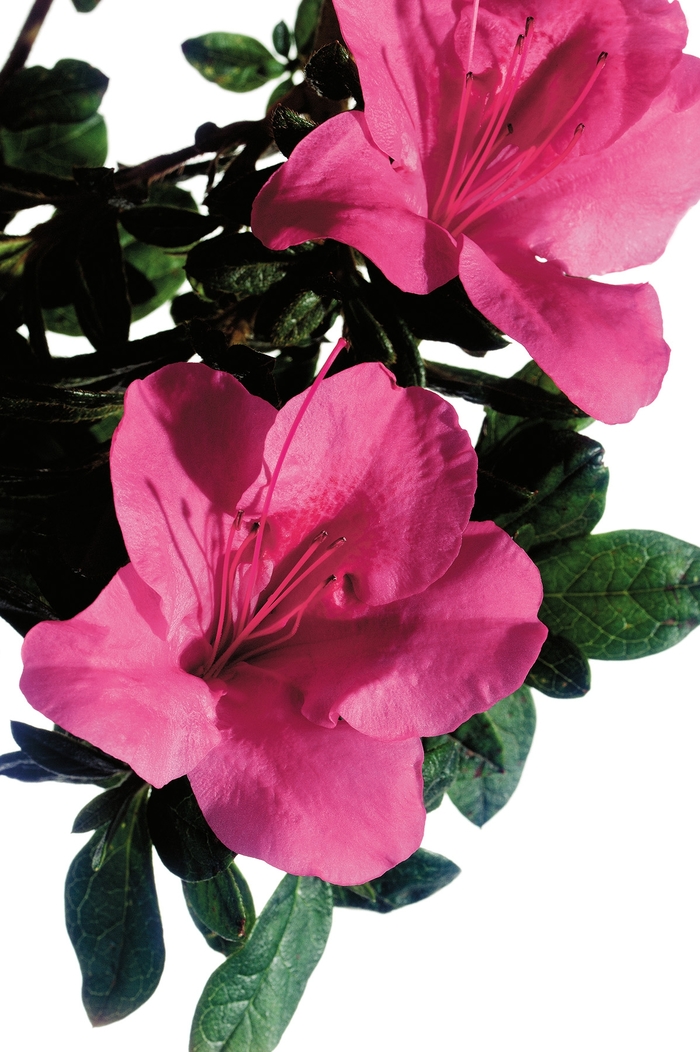 Encore® Autumn Carnival™ - Azalea from Kings Garden Center