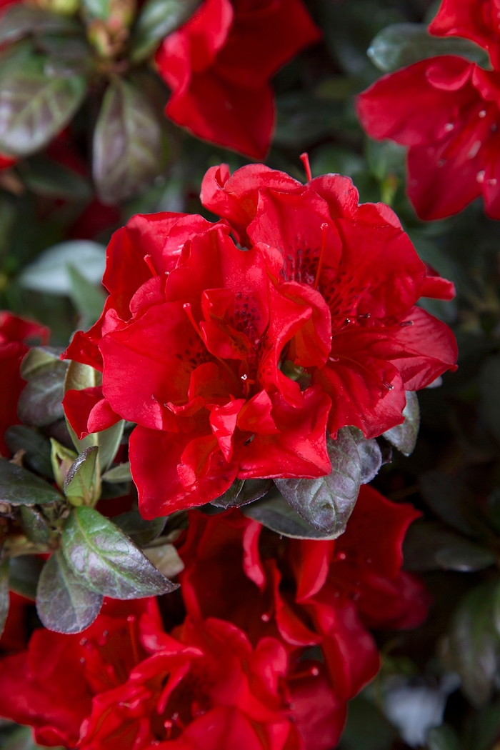 Encore® Azalea - Rhododendron 'Autumn Fire™' from Kings Garden Center