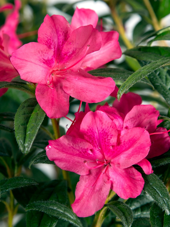 Encore® Autumn Jewel® - Rhododendron hybrid from Kings Garden Center
