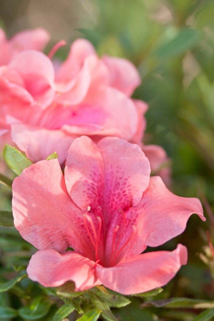 Encore® Autumn Coral™ - Azalea from Kings Garden Center