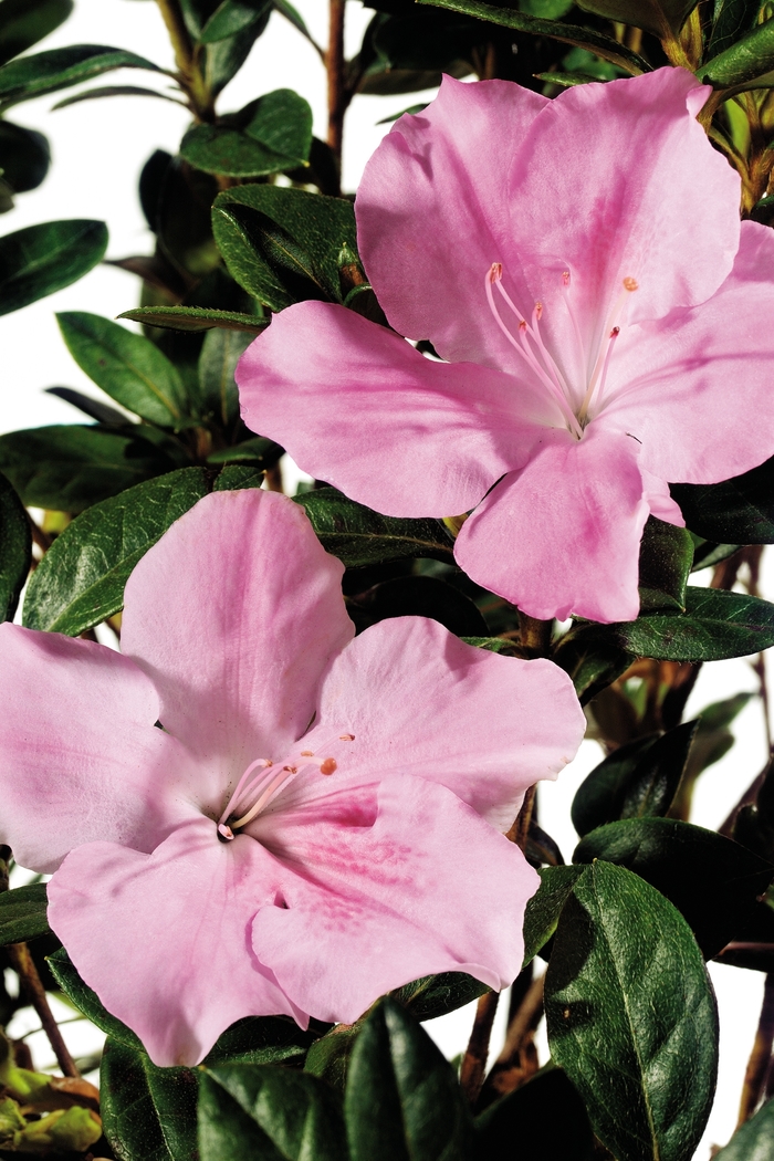 Encore® Azalea - Autumn Sweetheart™ from Kings Garden Center