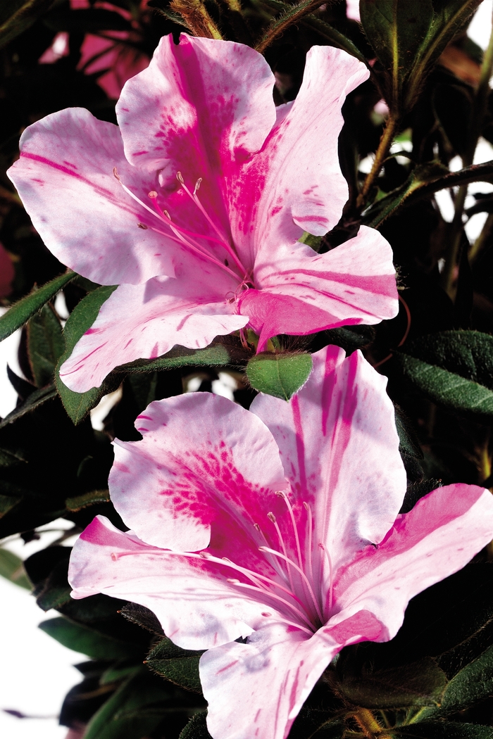 Encore® Azalea - Autumn Twist™ from Kings Garden Center