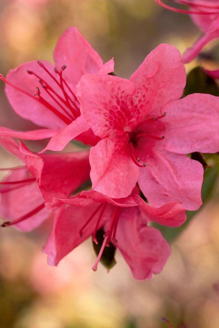 Encore® Autumn Cheer® - Rhododendron hybrid from Kings Garden Center