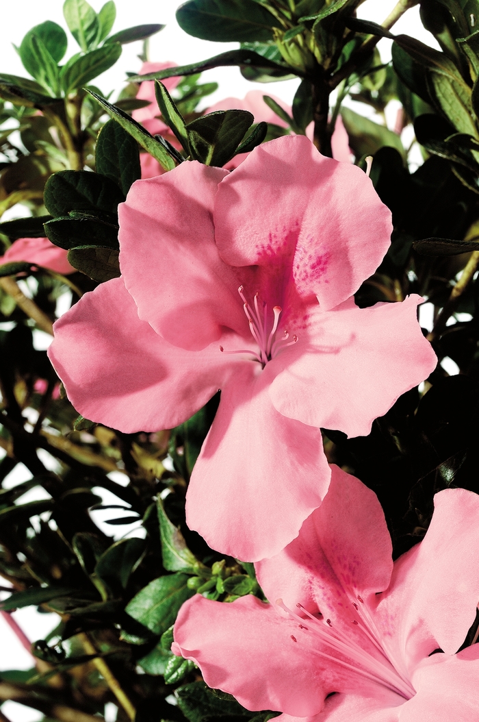 Encore® Autumn Debutante® - Rhododendron hybrid from Kings Garden Center