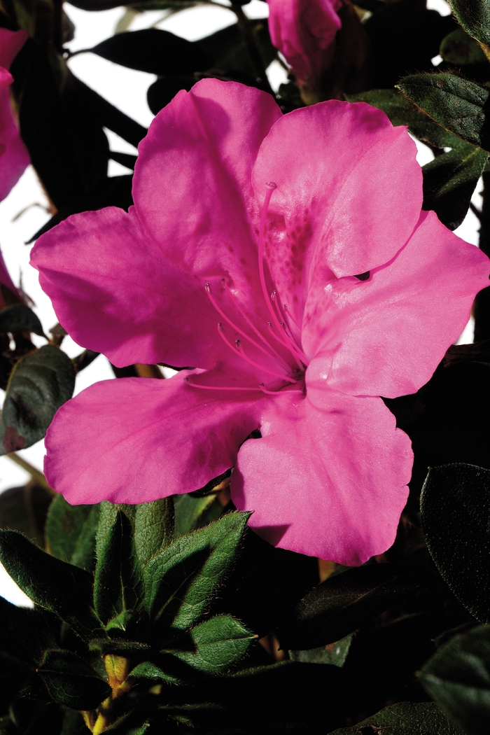 Encore® Autumn Sangria® - Rhododendron hybrid from Kings Garden Center