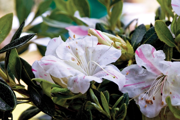 Encore® Azalea - Autumn Starlite™ from Kings Garden Center