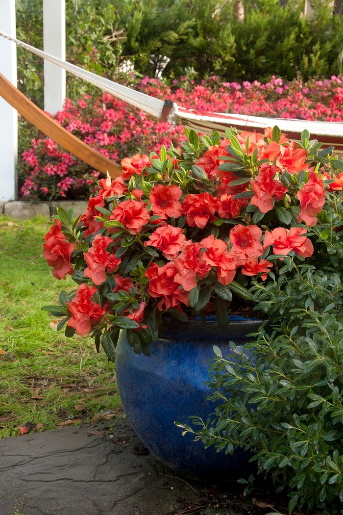 Encore® Autumn Embers™ - Rhododendron hybrid from Kings Garden Center