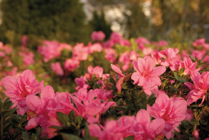 Encore® Autumn Empress™ - Rhododendon hybrid from Kings Garden Center