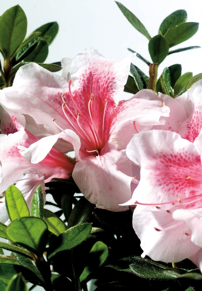 Encore® Autumn Chiffon™ - Azalea from Kings Garden Center