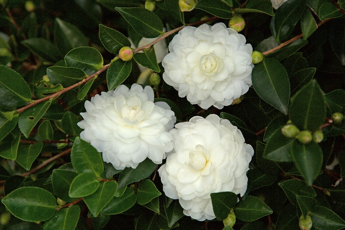 October Magic® White Shi-Shi™ Camellia - Camellia sasanqua from Kings Garden Center