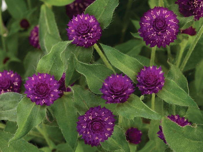 Lil' Forest™ Plum - Gomphrena hybrid from Kings Garden Center