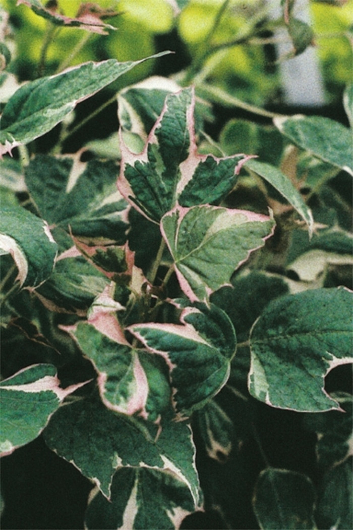 'Tricolor' - Ipomoea batatas from Kings Garden Center