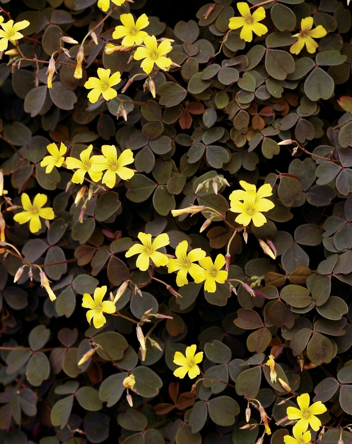 Zinfandel™ - Oxalis vulcanicola from Kings Garden Center