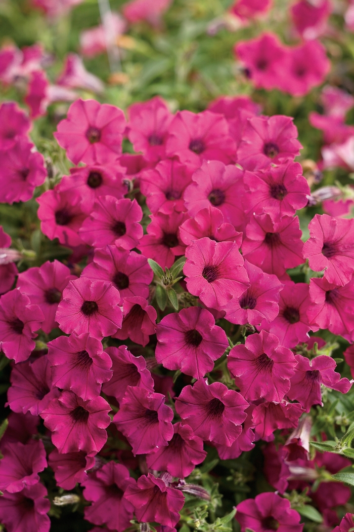 Petunia - Petunia hybrid from Kings Garden Center