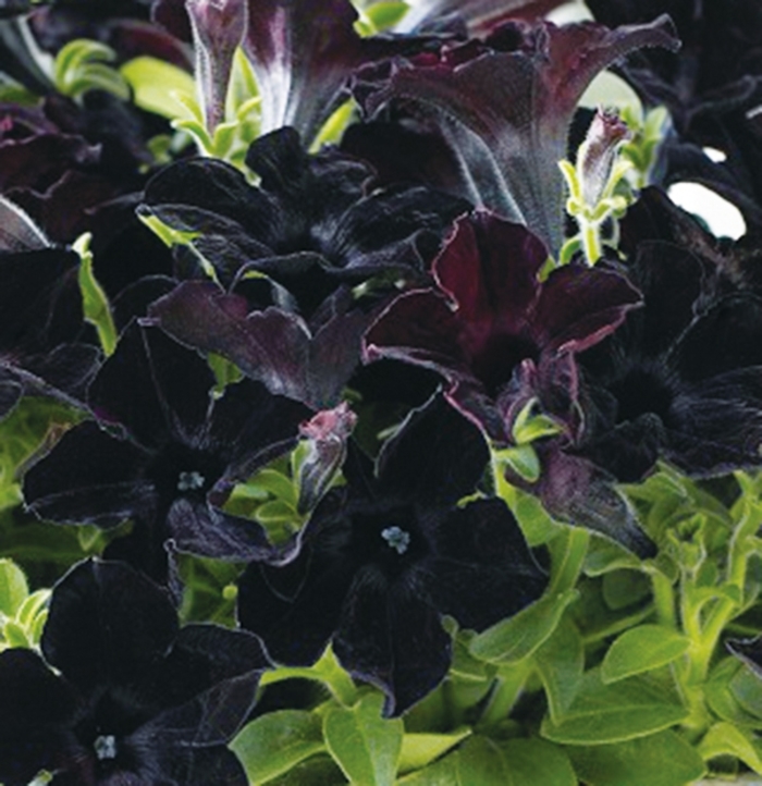 Crazytunia® Black Mamba - Petunia hybrid from Kings Garden Center