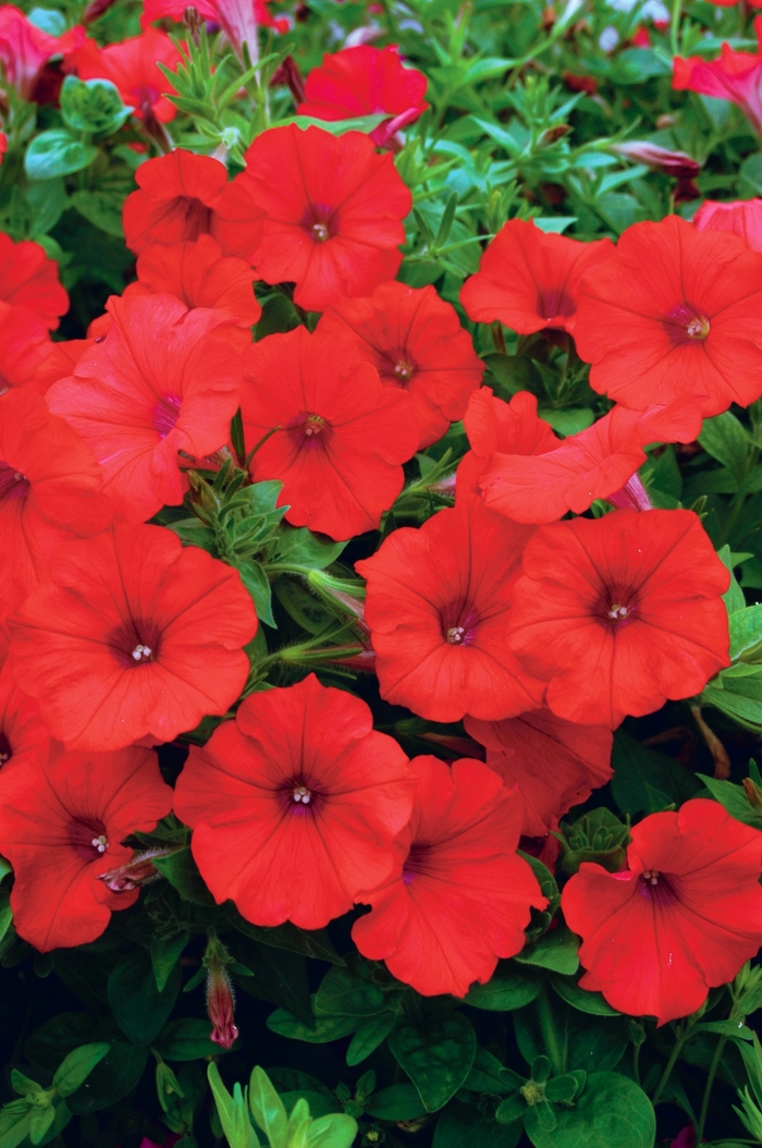 Surfinia® Red - Petunia hybrid from Kings Garden Center