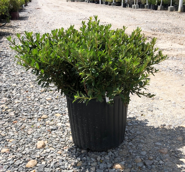 'Gumpo White' Azalea - Rhododendron hybrid from Kings Garden Center