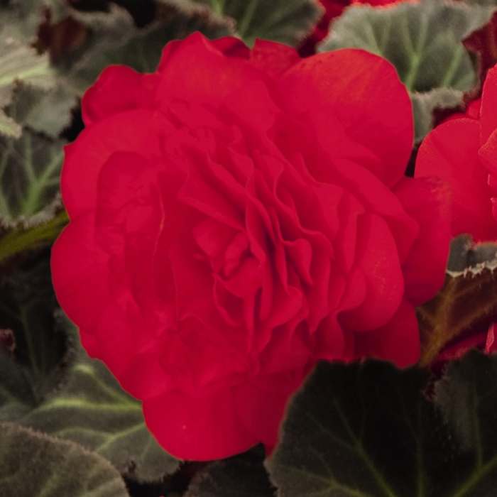 Nonstop® Mocca Cherry - Begonia x tuberhybrida from Kings Garden Center