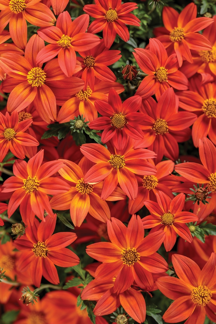 Campfire® Flame - Bidens hybrid from Kings Garden Center