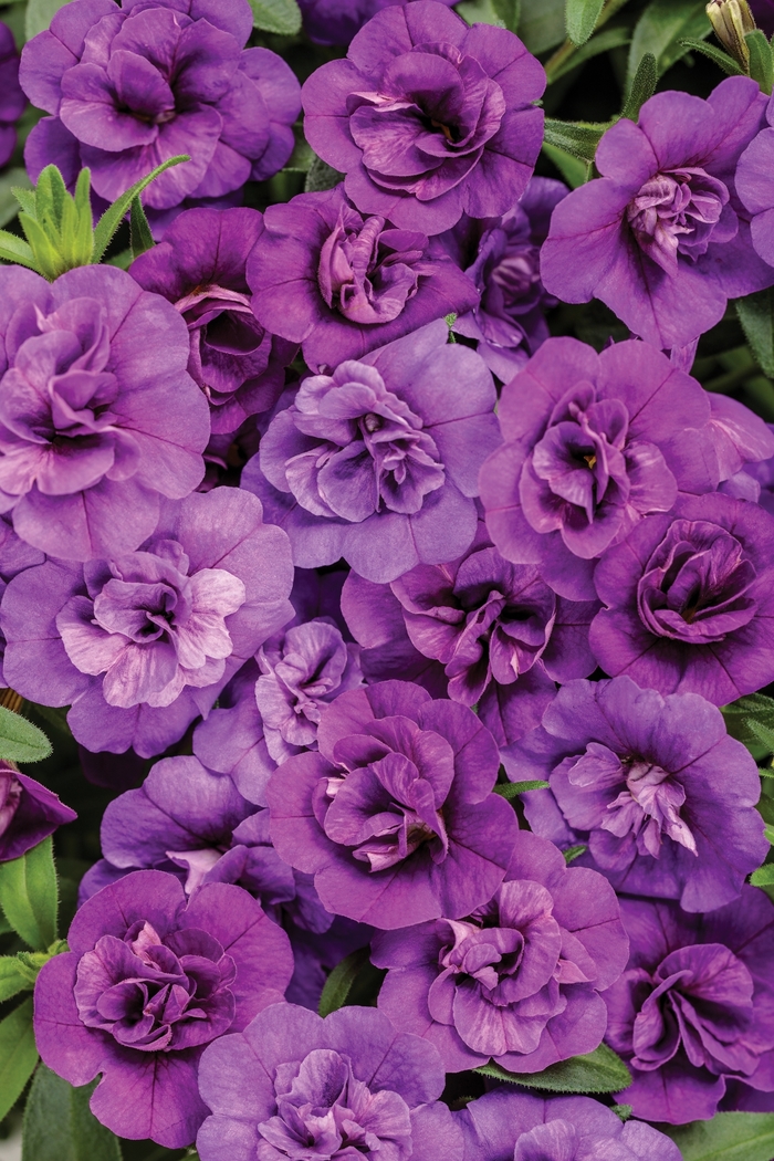 Superbells® Double Blue - Calibrachoa hybrid from Kings Garden Center