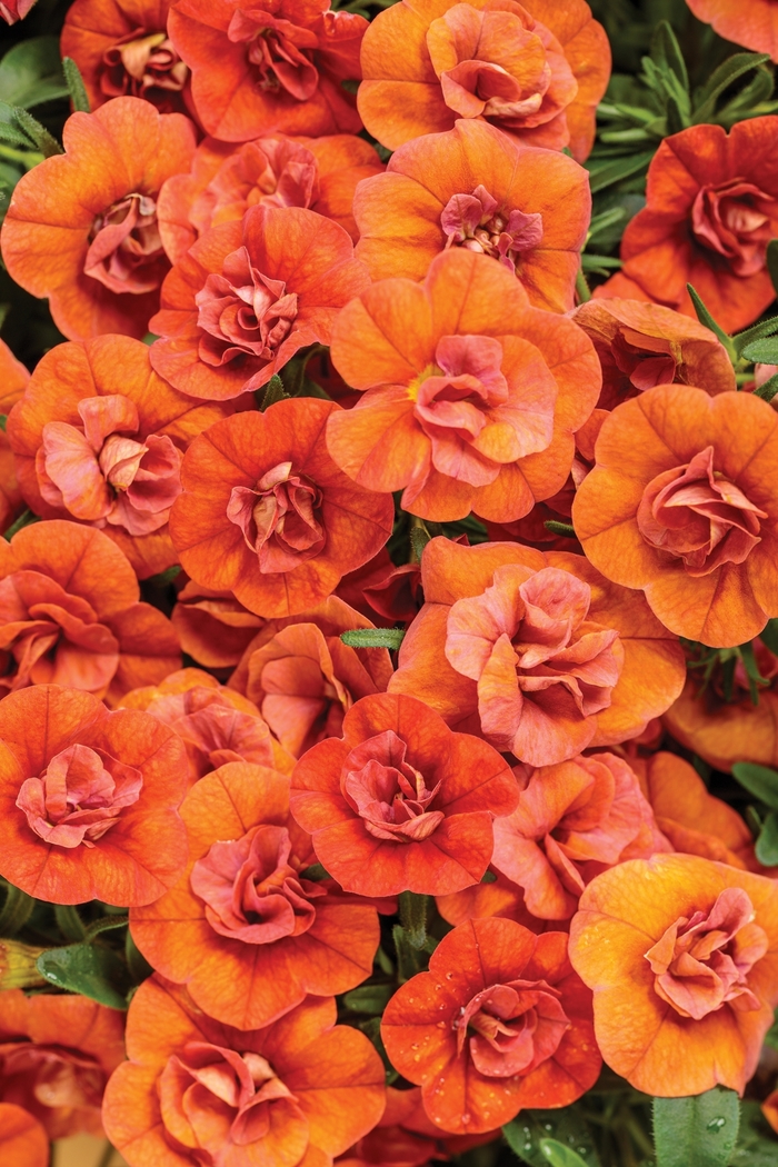 Superbells® Double Orange - Calibrachoa hybrid from Kings Garden Center