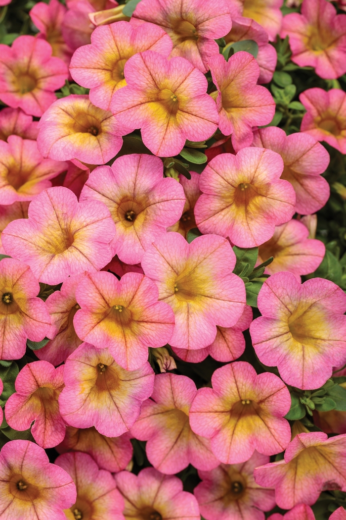 Superbells® Honeyberry™ - Calibrachoa hybrid from Kings Garden Center