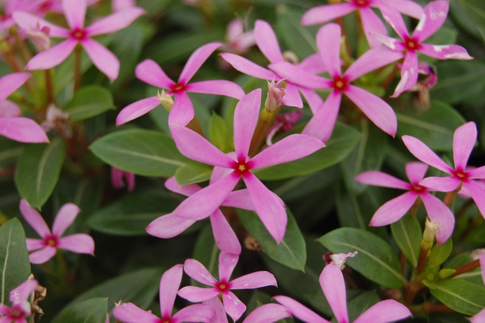 Soiree kawaii® Light Purple - Catharanthus hybrid from Kings Garden Center