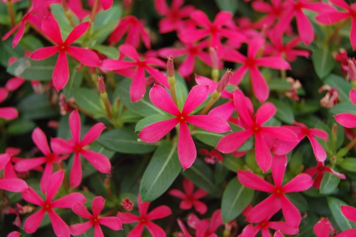Soiree kawaii® Red Shades - Catharanthus hybrid from Kings Garden Center