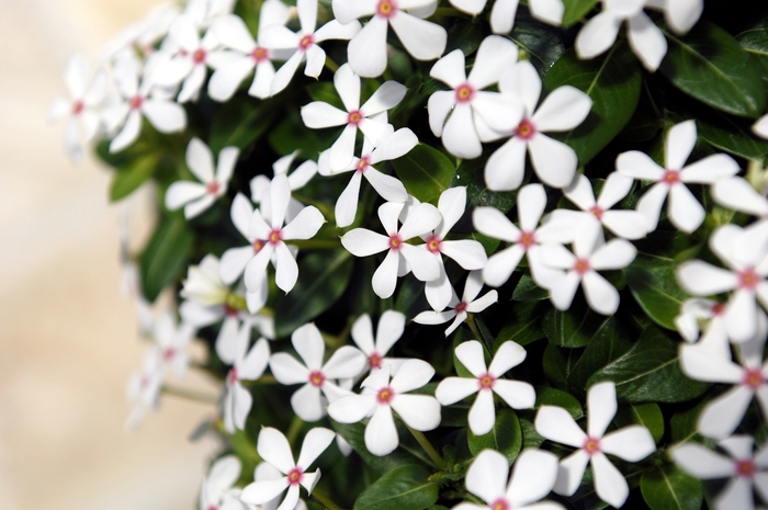 Soiree kawaii® White Peppermint - Catharanthus hybrid from Kings Garden Center