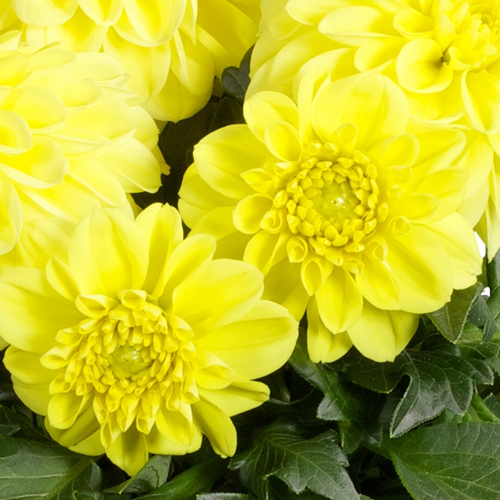 Dalina® Midi Corsica - Dahlia hybrid from Kings Garden Center