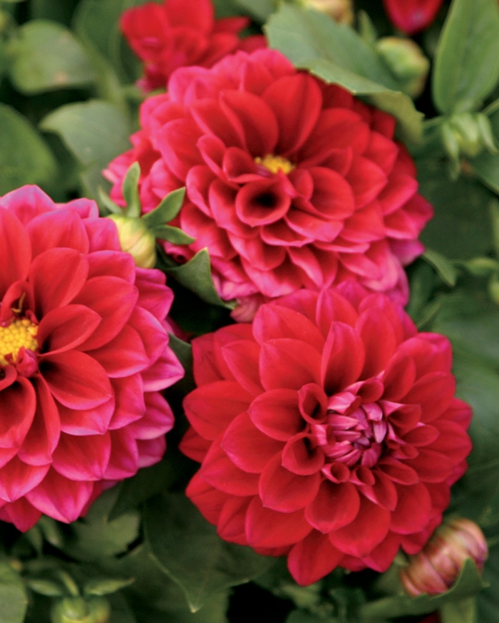 Dalina® Midi Mariana - Dahlia hybrid from Kings Garden Center