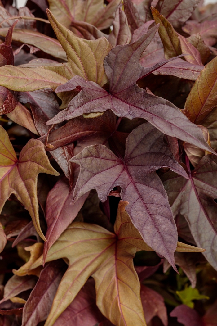 Sweet Caroline Red Hawk - Ipomoea batatas from Kings Garden Center