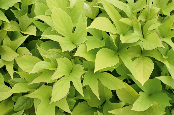 'Sweet Caroline Light Green' - Ipomoea batatas from Kings Garden Center