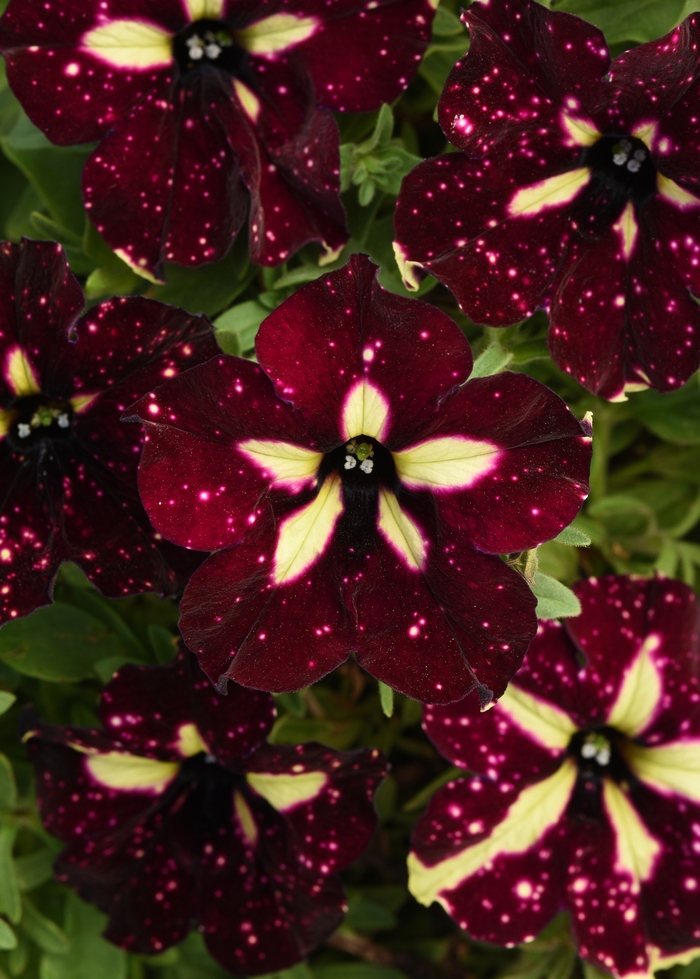 Headliner™ Starry Sky Burgundy - Petunia x hybrida from Kings Garden Center