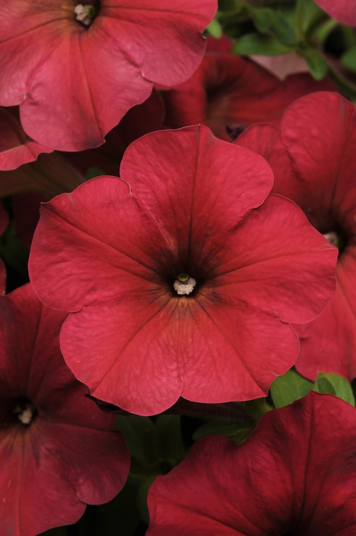 Easy Wave® Berry Velour - Petunia hybrida from Kings Garden Center